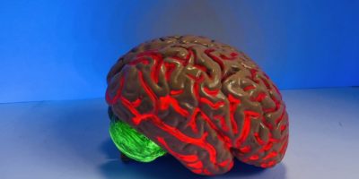 Replica of a human brain. 